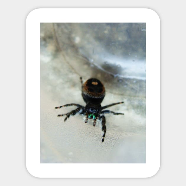 Cute Fuzzy Spider Sticker by saradaboru